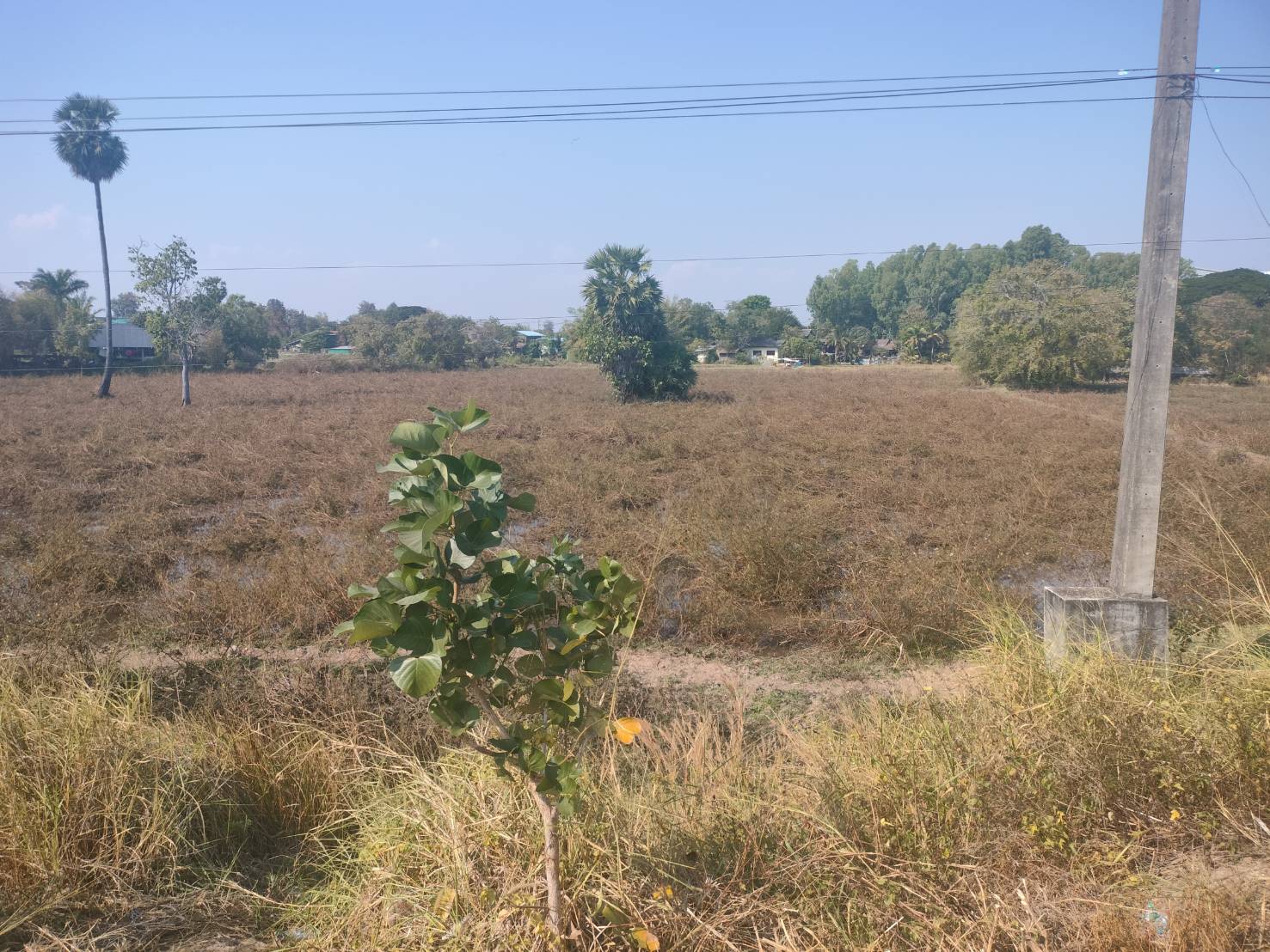 ประกาศฟรี! ซื้อ-ขาย-เช่า คอนโด บ้าน ทาวน์โฮม ที่ดิน และพื้นที่เชิงพาณิชย์ทั่วประเทศไทย ทุกทำเล ทุกงบประมาณ ไม่มีค่าใช้จ่าย ลงง่าย ขายไว เข้าถึงผู้ซื้อโดยตรง 3 313155pic2.jpg