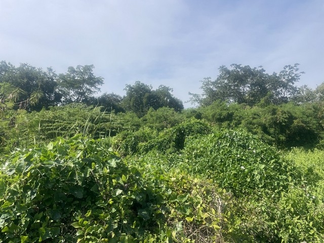 ประกาศฟรี! ซื้อ-ขาย-เช่า คอนโด บ้าน ทาวน์โฮม ที่ดิน และพื้นที่เชิงพาณิชย์ทั่วประเทศไทย ทุกทำเล ทุกงบประมาณ ไม่มีค่าใช้จ่าย ลงง่าย ขายไว เข้าถึงผู้ซื้อโดยตรง 3 313212pic2.jpg