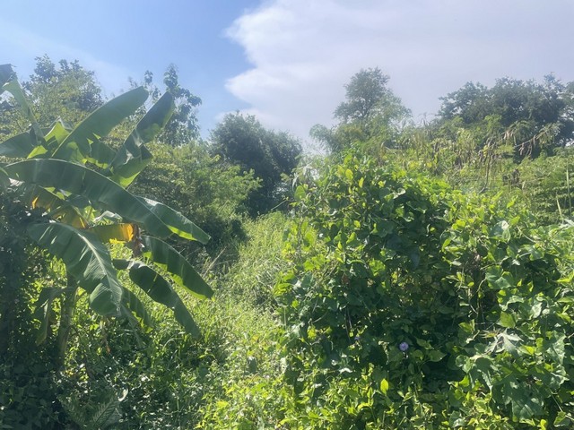 ประกาศฟรี! ซื้อ-ขาย-เช่า คอนโด บ้าน ทาวน์โฮม ที่ดิน และพื้นที่เชิงพาณิชย์ทั่วประเทศไทย ทุกทำเล ทุกงบประมาณ ไม่มีค่าใช้จ่าย ลงง่าย ขายไว เข้าถึงผู้ซื้อโดยตรง 4 313212pic3.jpg