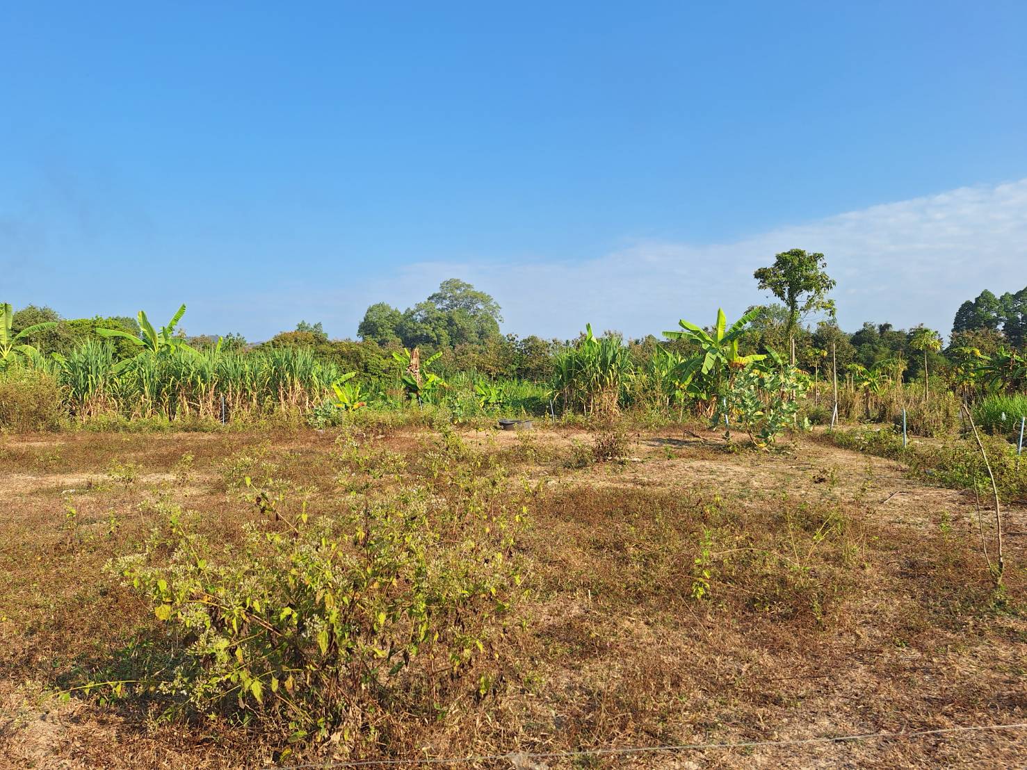 ประกาศฟรี! ซื้อ-ขาย-เช่า คอนโด บ้าน ทาวน์โฮม ที่ดิน และพื้นที่เชิงพาณิชย์ทั่วประเทศไทย ทุกทำเล ทุกงบประมาณ ไม่มีค่าใช้จ่าย ลงง่าย ขายไว เข้าถึงผู้ซื้อโดยตรง 3 293579pic2.jpg