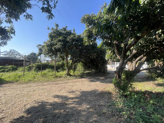 ประกาศฟรี! ซื้อ-ขาย-เช่า คอนโด บ้าน ทาวน์โฮม ที่ดิน และพื้นที่เชิงพาณิชย์ทั่วประเทศไทย ทุกทำเล ทุกงบประมาณ ไม่มีค่าใช้จ่าย ลงง่าย ขายไว เข้าถึงผู้ซื้อโดยตรง 5 293583pic4.jpg