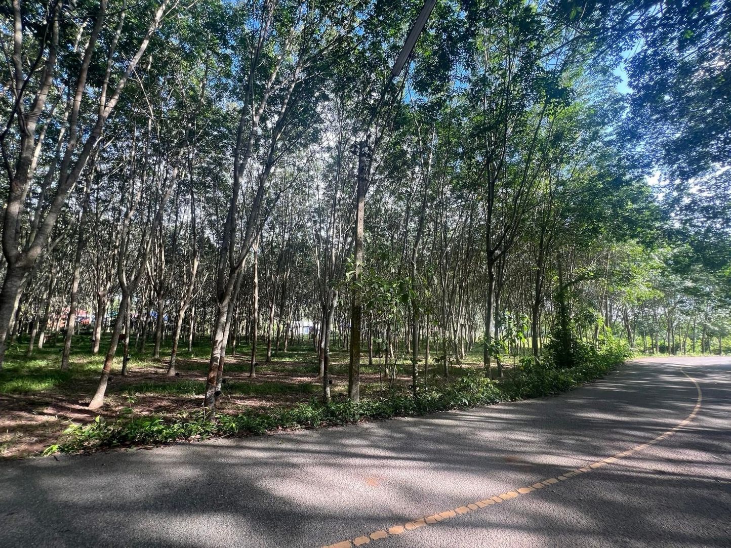 ประกาศฟรี! ซื้อ-ขาย-เช่า คอนโด บ้าน ทาวน์โฮม ที่ดิน และพื้นที่เชิงพาณิชย์ทั่วประเทศไทย ทุกทำเล ทุกงบประมาณ ไม่มีค่าใช้จ่าย ลงง่าย ขายไว เข้าถึงผู้ซื้อโดยตรง 2 313584pic1.jpg