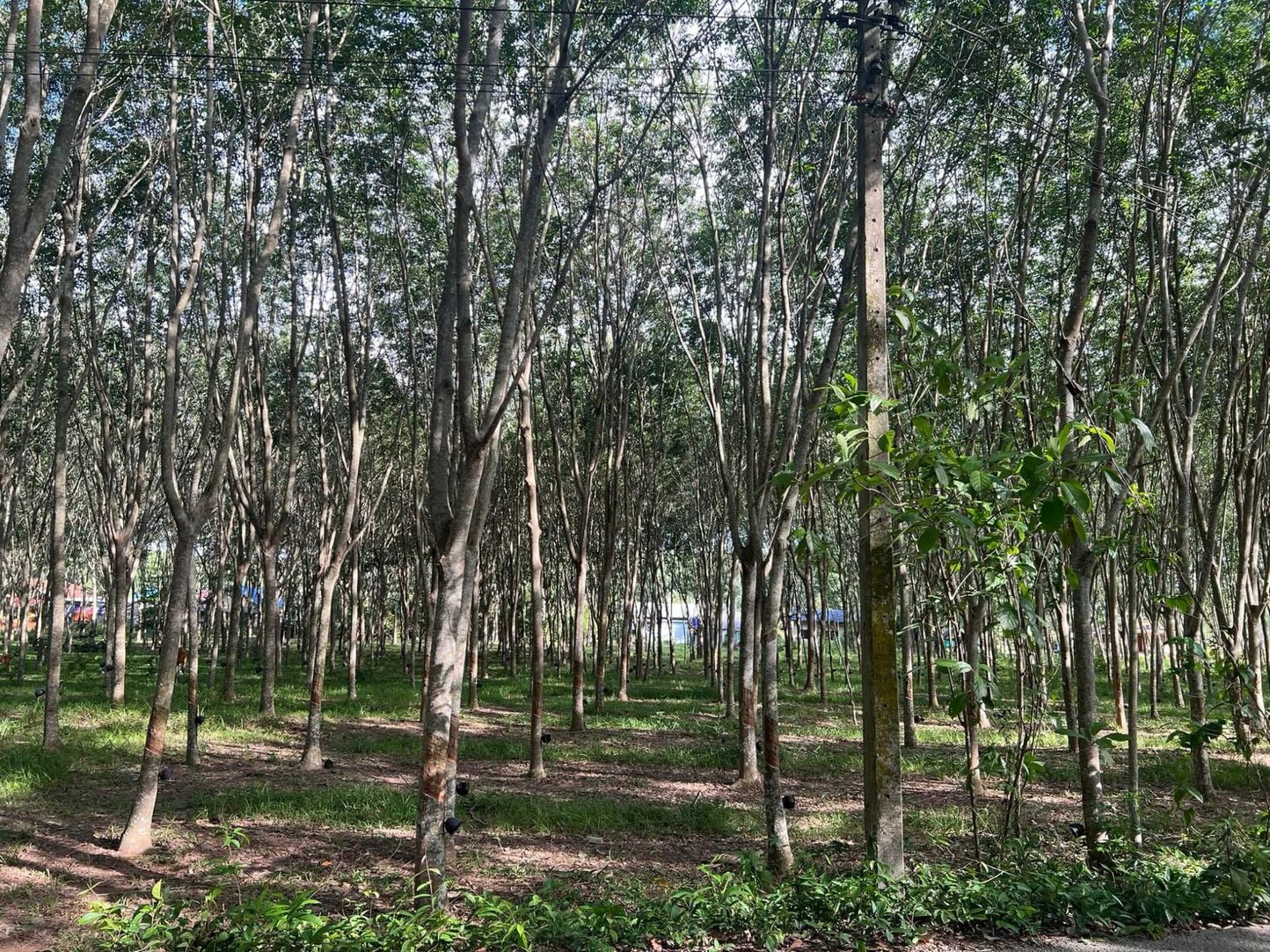 ประกาศฟรี! ซื้อ-ขาย-เช่า คอนโด บ้าน ทาวน์โฮม ที่ดิน และพื้นที่เชิงพาณิชย์ทั่วประเทศไทย ทุกทำเล ทุกงบประมาณ ไม่มีค่าใช้จ่าย ลงง่าย ขายไว เข้าถึงผู้ซื้อโดยตรง 3 313584pic2.jpg