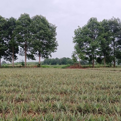 ประกาศฟรี! ซื้อ-ขาย-เช่า คอนโด บ้าน ทาวน์โฮม ที่ดิน และพื้นที่เชิงพาณิชย์ทั่วประเทศไทย ทุกทำเล ทุกงบประมาณ ไม่มีค่าใช้จ่าย ลงง่าย ขายไว เข้าถึงผู้ซื้อโดยตรง 2 294831pic1.jpg