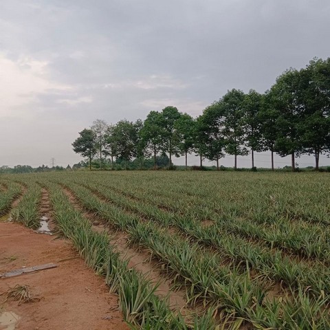 ประกาศฟรี! ซื้อ-ขาย-เช่า คอนโด บ้าน ทาวน์โฮม ที่ดิน และพื้นที่เชิงพาณิชย์ทั่วประเทศไทย ทุกทำเล ทุกงบประมาณ ไม่มีค่าใช้จ่าย ลงง่าย ขายไว เข้าถึงผู้ซื้อโดยตรง 3 294831pic2.jpg