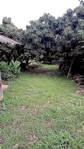 ประกาศฟรี! ซื้อ-ขาย-เช่า คอนโด บ้าน ทาวน์โฮม ที่ดิน และพื้นที่เชิงพาณิชย์ทั่วประเทศไทย ทุกทำเล ทุกงบประมาณ ไม่มีค่าใช้จ่าย ลงง่าย ขายไว เข้าถึงผู้ซื้อโดยตรง 5 248909pic4.jpg