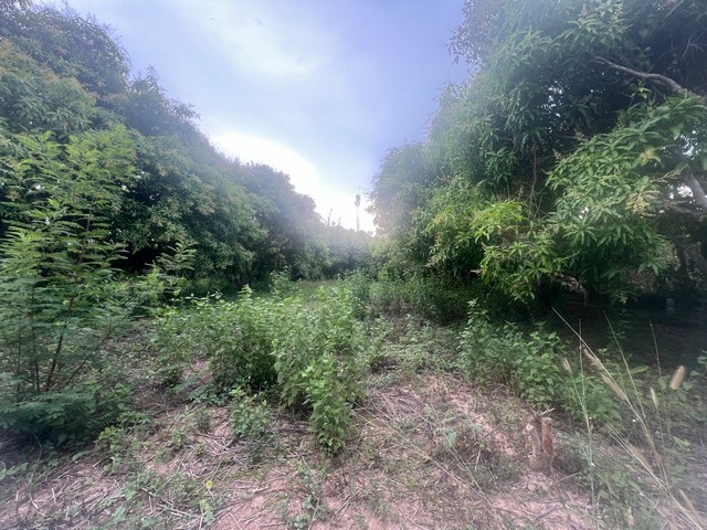 ประกาศฟรี! ซื้อ-ขาย-เช่า คอนโด บ้าน ทาวน์โฮม ที่ดิน และพื้นที่เชิงพาณิชย์ทั่วประเทศไทย ทุกทำเล ทุกงบประมาณ ไม่มีค่าใช้จ่าย ลงง่าย ขายไว เข้าถึงผู้ซื้อโดยตรง 5 249143pic4.jpg