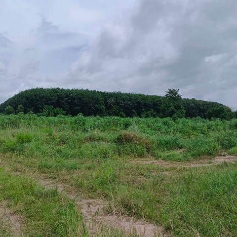 ประกาศฟรี! ซื้อ-ขาย-เช่า คอนโด บ้าน ทาวน์โฮม ที่ดิน และพื้นที่เชิงพาณิชย์ทั่วประเทศไทย ทุกทำเล ทุกงบประมาณ ไม่มีค่าใช้จ่าย ลงง่าย ขายไว เข้าถึงผู้ซื้อโดยตรง 3 295411pic2.jpg