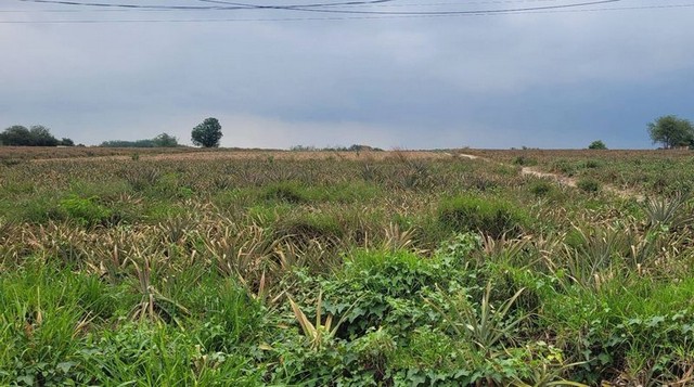 ประกาศฟรี! ซื้อ-ขาย-เช่า คอนโด บ้าน ทาวน์โฮม ที่ดิน และพื้นที่เชิงพาณิชย์ทั่วประเทศไทย ทุกทำเล ทุกงบประมาณ ไม่มีค่าใช้จ่าย ลงง่าย ขายไว เข้าถึงผู้ซื้อโดยตรง 2 295618pic1.jpg