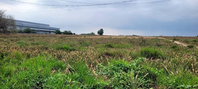 ประกาศฟรี! ซื้อ-ขาย-เช่า คอนโด บ้าน ทาวน์โฮม ที่ดิน และพื้นที่เชิงพาณิชย์ทั่วประเทศไทย ทุกทำเล ทุกงบประมาณ ไม่มีค่าใช้จ่าย ลงง่าย ขายไว เข้าถึงผู้ซื้อโดยตรง 3 295618pic2.jpg