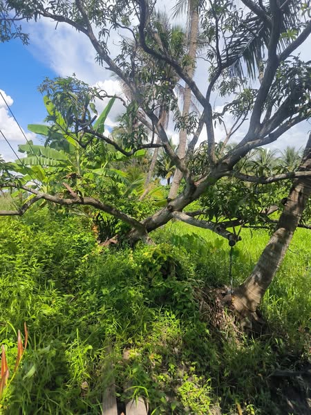 ประกาศฟรี! ซื้อ-ขาย-เช่า คอนโด บ้าน ทาวน์โฮม ที่ดิน และพื้นที่เชิงพาณิชย์ทั่วประเทศไทย ทุกทำเล ทุกงบประมาณ ไม่มีค่าใช้จ่าย ลงง่าย ขายไว เข้าถึงผู้ซื้อโดยตรง 4 502762pic3.jpg