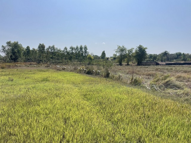 ประกาศฟรี! ซื้อ-ขาย-เช่า คอนโด บ้าน ทาวน์โฮม ที่ดิน และพื้นที่เชิงพาณิชย์ทั่วประเทศไทย ทุกทำเล ทุกงบประมาณ ไม่มีค่าใช้จ่าย ลงง่าย ขายไว เข้าถึงผู้ซื้อโดยตรง 3 314237pic2.jpg