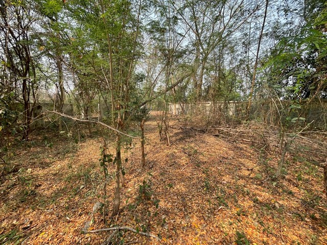 ประกาศฟรี! ซื้อ-ขาย-เช่า คอนโด บ้าน ทาวน์โฮม ที่ดิน และพื้นที่เชิงพาณิชย์ทั่วประเทศไทย ทุกทำเล ทุกงบประมาณ ไม่มีค่าใช้จ่าย ลงง่าย ขายไว เข้าถึงผู้ซื้อโดยตรง 3 249865pic2.jpg