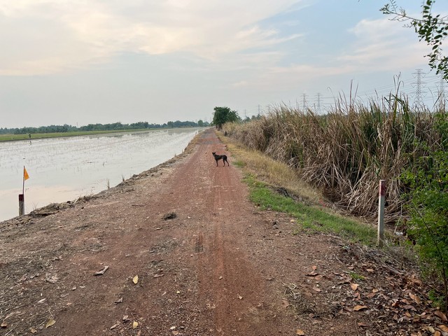ประกาศฟรี! ซื้อ-ขาย-เช่า คอนโด บ้าน ทาวน์โฮม ที่ดิน และพื้นที่เชิงพาณิชย์ทั่วประเทศไทย ทุกทำเล ทุกงบประมาณ ไม่มีค่าใช้จ่าย ลงง่าย ขายไว เข้าถึงผู้ซื้อโดยตรง 4 249935pic3.jpg