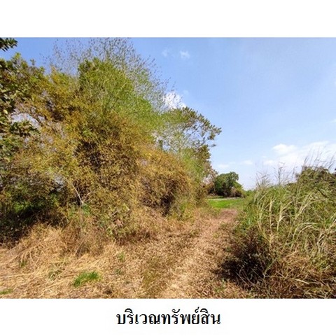 ประกาศฟรี! ซื้อ-ขาย-เช่า คอนโด บ้าน ทาวน์โฮม ที่ดิน และพื้นที่เชิงพาณิชย์ทั่วประเทศไทย ทุกทำเล ทุกงบประมาณ ไม่มีค่าใช้จ่าย ลงง่าย ขายไว เข้าถึงผู้ซื้อโดยตรง 5 237728pic4.jpg