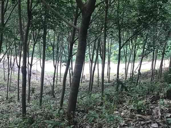 ประกาศฟรี! ซื้อ-ขาย-เช่า คอนโด บ้าน ทาวน์โฮม ที่ดิน และพื้นที่เชิงพาณิชย์ทั่วประเทศไทย ทุกทำเล ทุกงบประมาณ ไม่มีค่าใช้จ่าย ลงง่าย ขายไว เข้าถึงผู้ซื้อโดยตรง 2 314332pic1.jpg