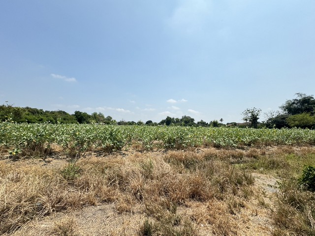 ประกาศฟรี! ซื้อ-ขาย-เช่า คอนโด บ้าน ทาวน์โฮม ที่ดิน และพื้นที่เชิงพาณิชย์ทั่วประเทศไทย ทุกทำเล ทุกงบประมาณ ไม่มีค่าใช้จ่าย ลงง่าย ขายไว เข้าถึงผู้ซื้อโดยตรง 5 314469pic4.jpg