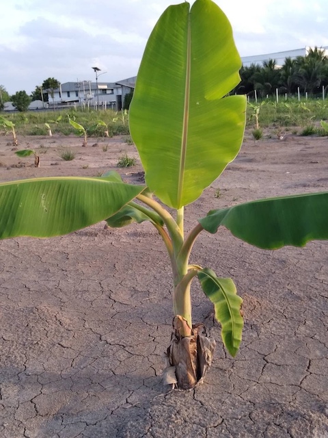 ประกาศฟรี! ซื้อ-ขาย-เช่า คอนโด บ้าน ทาวน์โฮม ที่ดิน และพื้นที่เชิงพาณิชย์ทั่วประเทศไทย ทุกทำเล ทุกงบประมาณ ไม่มีค่าใช้จ่าย ลงง่าย ขายไว เข้าถึงผู้ซื้อโดยตรง 4 512472pic3.jpg