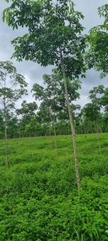 ประกาศฟรี! ซื้อ-ขาย-เช่า คอนโด บ้าน ทาวน์โฮม ที่ดิน และพื้นที่เชิงพาณิชย์ทั่วประเทศไทย ทุกทำเล ทุกงบประมาณ ไม่มีค่าใช้จ่าย ลงง่าย ขายไว เข้าถึงผู้ซื้อโดยตรง 4 15406pic3.jpg