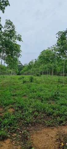 ประกาศฟรี! ซื้อ-ขาย-เช่า คอนโด บ้าน ทาวน์โฮม ที่ดิน และพื้นที่เชิงพาณิชย์ทั่วประเทศไทย ทุกทำเล ทุกงบประมาณ ไม่มีค่าใช้จ่าย ลงง่าย ขายไว เข้าถึงผู้ซื้อโดยตรง 5 15406pic4.jpg