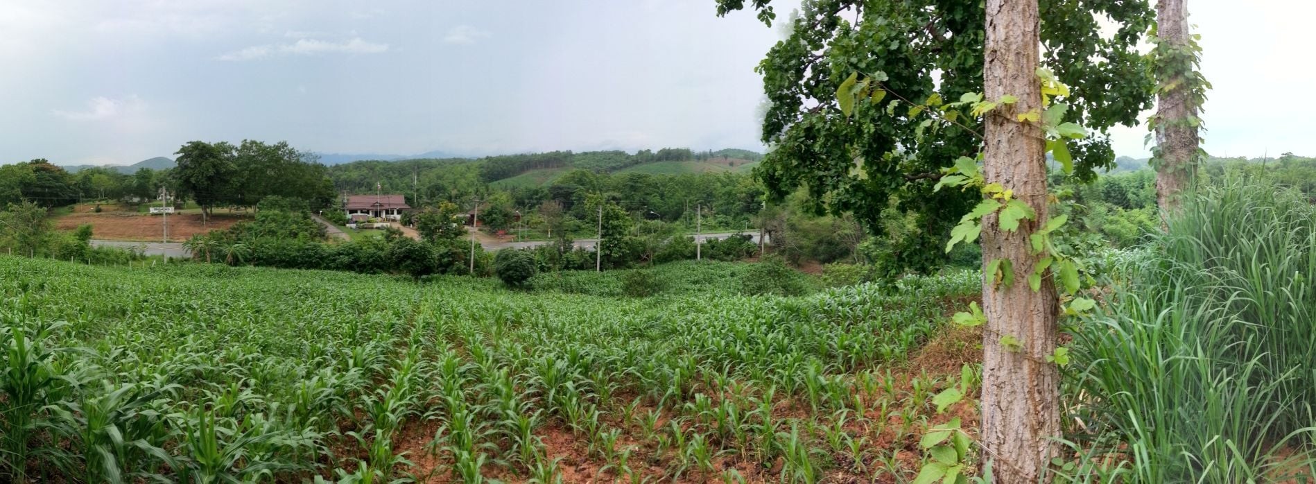 ประกาศฟรี! ซื้อ-ขาย-เช่า คอนโด บ้าน ทาวน์โฮม ที่ดิน และพื้นที่เชิงพาณิชย์ทั่วประเทศไทย ทุกทำเล ทุกงบประมาณ ไม่มีค่าใช้จ่าย ลงง่าย ขายไว เข้าถึงผู้ซื้อโดยตรง 4 315025pic3.jpg