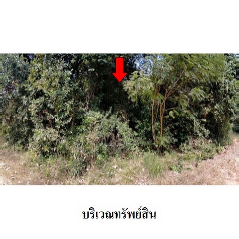 ประกาศฟรี! ซื้อ-ขาย-เช่า คอนโด บ้าน ทาวน์โฮม ที่ดิน และพื้นที่เชิงพาณิชย์ทั่วประเทศไทย ทุกทำเล ทุกงบประมาณ ไม่มีค่าใช้จ่าย ลงง่าย ขายไว เข้าถึงผู้ซื้อโดยตรง 5 238104pic4.jpg