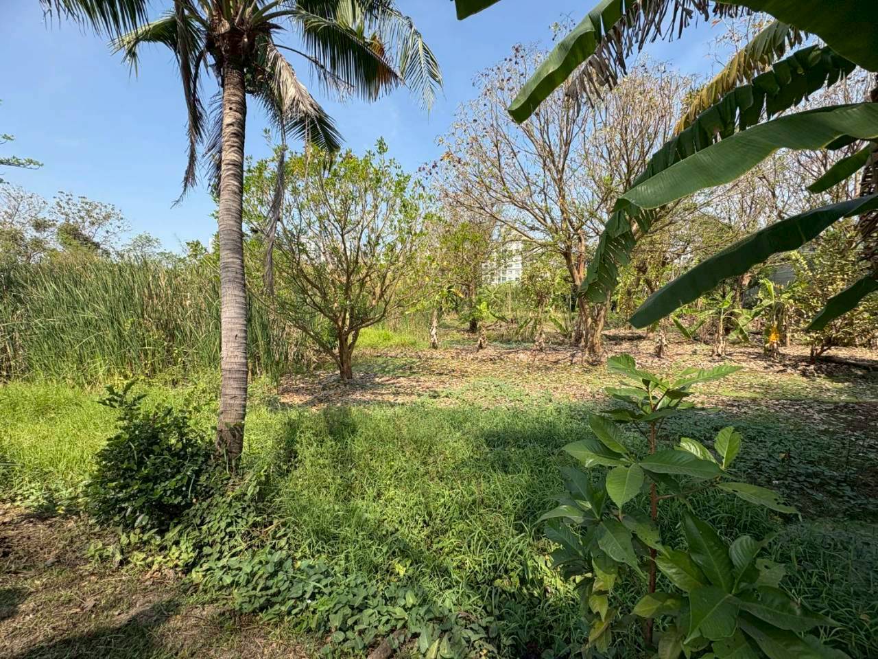 ประกาศฟรี! ซื้อ-ขาย-เช่า คอนโด บ้าน ทาวน์โฮม ที่ดิน และพื้นที่เชิงพาณิชย์ทั่วประเทศไทย ทุกทำเล ทุกงบประมาณ ไม่มีค่าใช้จ่าย ลงง่าย ขายไว เข้าถึงผู้ซื้อโดยตรง 4 512322pic3.jpg