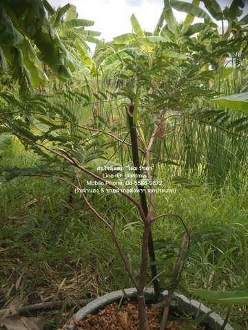 ประกาศฟรี! ซื้อ-ขาย-เช่า คอนโด บ้าน ทาวน์โฮม ที่ดิน และพื้นที่เชิงพาณิชย์ทั่วประเทศไทย ทุกทำเล ทุกงบประมาณ ไม่มีค่าใช้จ่าย ลงง่าย ขายไว เข้าถึงผู้ซื้อโดยตรง 2 290350pic1.jpg