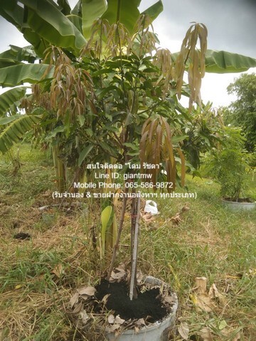 ประกาศฟรี! ซื้อ-ขาย-เช่า คอนโด บ้าน ทาวน์โฮม ที่ดิน และพื้นที่เชิงพาณิชย์ทั่วประเทศไทย ทุกทำเล ทุกงบประมาณ ไม่มีค่าใช้จ่าย ลงง่าย ขายไว เข้าถึงผู้ซื้อโดยตรง 4 290350pic3.jpg