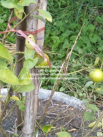 ประกาศฟรี! ซื้อ-ขาย-เช่า คอนโด บ้าน ทาวน์โฮม ที่ดิน และพื้นที่เชิงพาณิชย์ทั่วประเทศไทย ทุกทำเล ทุกงบประมาณ ไม่มีค่าใช้จ่าย ลงง่าย ขายไว เข้าถึงผู้ซื้อโดยตรง 5 290350pic4.jpg