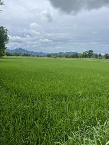 ประกาศฟรี! ซื้อ-ขาย-เช่า คอนโด บ้าน ทาวน์โฮม ที่ดิน และพื้นที่เชิงพาณิชย์ทั่วประเทศไทย ทุกทำเล ทุกงบประมาณ ไม่มีค่าใช้จ่าย ลงง่าย ขายไว เข้าถึงผู้ซื้อโดยตรง 2 253195pic1.jpg