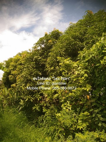 ประกาศฟรี! ซื้อ-ขาย-เช่า คอนโด บ้าน ทาวน์โฮม ที่ดิน และพื้นที่เชิงพาณิชย์ทั่วประเทศไทย ทุกทำเล ทุกงบประมาณ ไม่มีค่าใช้จ่าย ลงง่าย ขายไว เข้าถึงผู้ซื้อโดยตรง 3 315311pic2.jpg