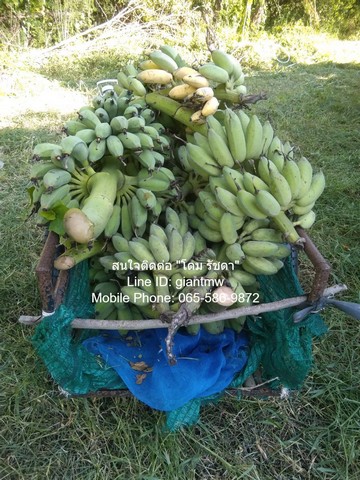 ประกาศฟรี! ซื้อ-ขาย-เช่า คอนโด บ้าน ทาวน์โฮม ที่ดิน และพื้นที่เชิงพาณิชย์ทั่วประเทศไทย ทุกทำเล ทุกงบประมาณ ไม่มีค่าใช้จ่าย ลงง่าย ขายไว เข้าถึงผู้ซื้อโดยตรง 5 315311pic4.jpg