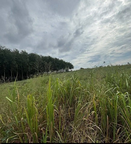 ประกาศฟรี! ซื้อ-ขาย-เช่า คอนโด บ้าน ทาวน์โฮม ที่ดิน และพื้นที่เชิงพาณิชย์ทั่วประเทศไทย ทุกทำเล ทุกงบประมาณ ไม่มีค่าใช้จ่าย ลงง่าย ขายไว เข้าถึงผู้ซื้อโดยตรง 5 253826pic4.jpg