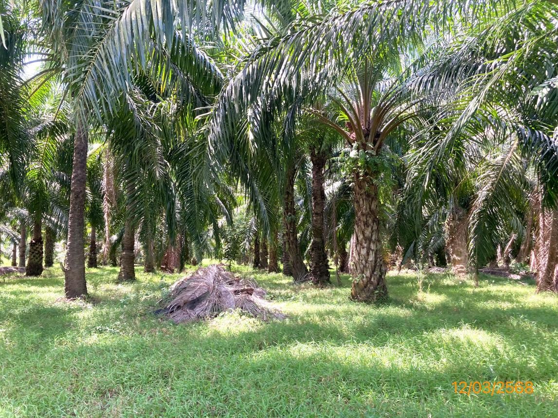 ประกาศฟรี! ซื้อ-ขาย-เช่า คอนโด บ้าน ทาวน์โฮม ที่ดิน และพื้นที่เชิงพาณิชย์ทั่วประเทศไทย ทุกทำเล ทุกงบประมาณ ไม่มีค่าใช้จ่าย ลงง่าย ขายไว เข้าถึงผู้ซื้อโดยตรง 5 253105pic4.jpg