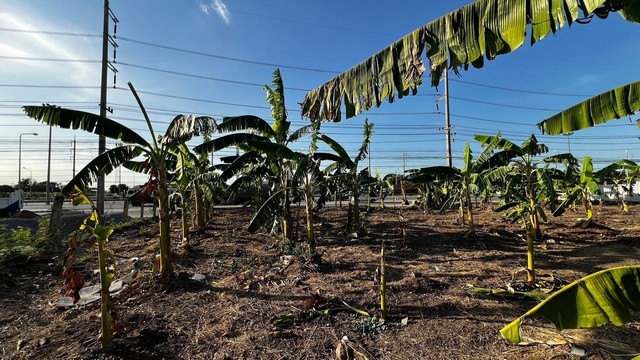 ประกาศฟรี! ซื้อ-ขาย-เช่า คอนโด บ้าน ทาวน์โฮม ที่ดิน และพื้นที่เชิงพาณิชย์ทั่วประเทศไทย ทุกทำเล ทุกงบประมาณ ไม่มีค่าใช้จ่าย ลงง่าย ขายไว เข้าถึงผู้ซื้อโดยตรง 5 315701pic4.jpg