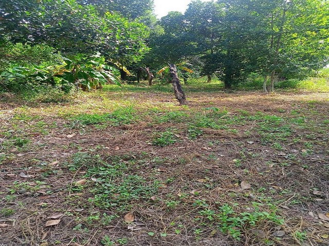 ประกาศฟรี! ซื้อ-ขาย-เช่า คอนโด บ้าน ทาวน์โฮม ที่ดิน และพื้นที่เชิงพาณิชย์ทั่วประเทศไทย ทุกทำเล ทุกงบประมาณ ไม่มีค่าใช้จ่าย ลงง่าย ขายไว เข้าถึงผู้ซื้อโดยตรง 2 315945pic1.jpg