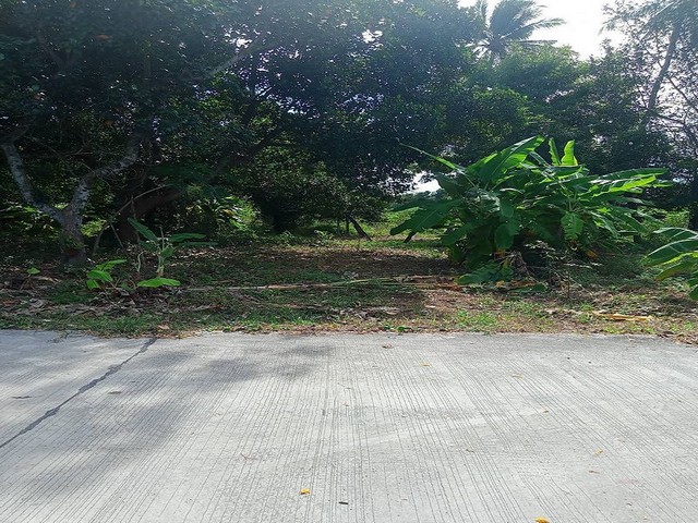 ประกาศฟรี! ซื้อ-ขาย-เช่า คอนโด บ้าน ทาวน์โฮม ที่ดิน และพื้นที่เชิงพาณิชย์ทั่วประเทศไทย ทุกทำเล ทุกงบประมาณ ไม่มีค่าใช้จ่าย ลงง่าย ขายไว เข้าถึงผู้ซื้อโดยตรง 3 315945pic2.jpg