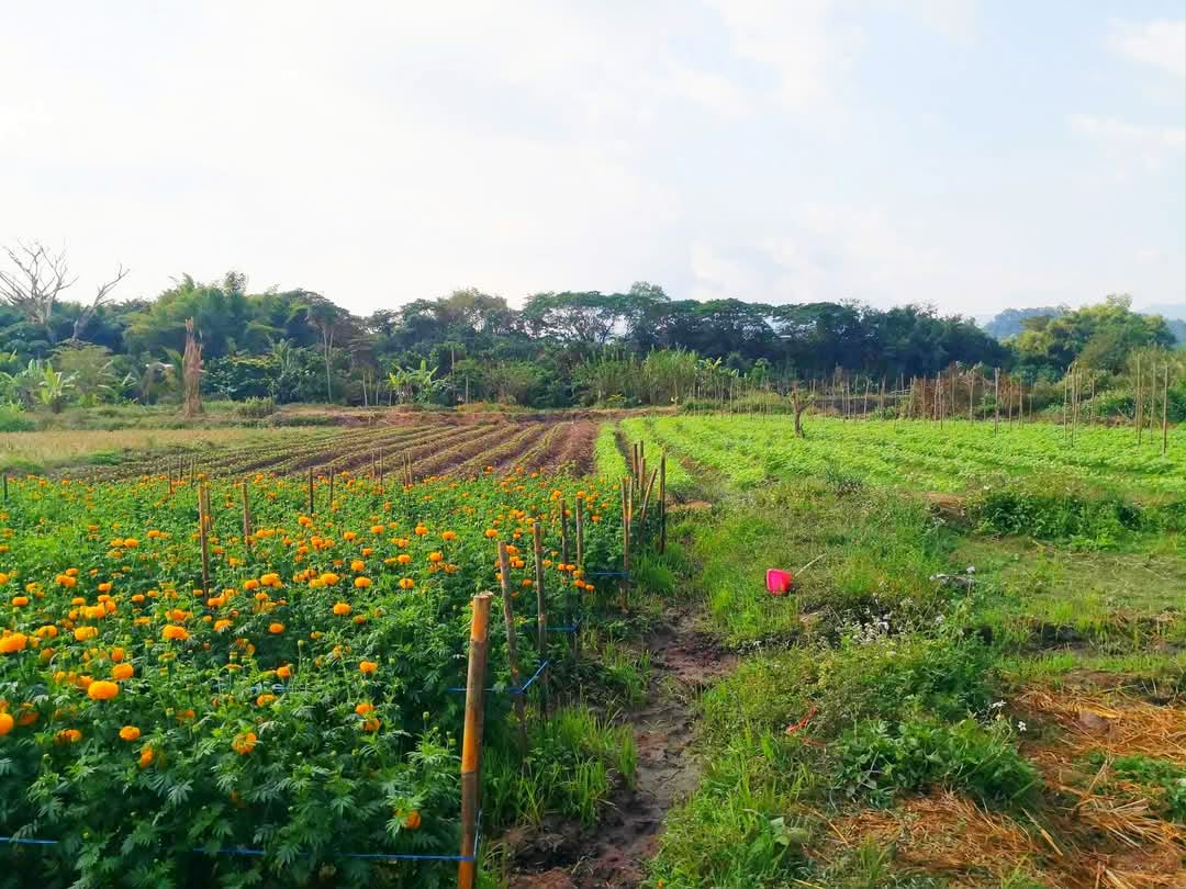 ประกาศฟรี! ซื้อ-ขาย-เช่า คอนโด บ้าน ทาวน์โฮม ที่ดิน และพื้นที่เชิงพาณิชย์ทั่วประเทศไทย ทุกทำเล ทุกงบประมาณ ไม่มีค่าใช้จ่าย ลงง่าย ขายไว เข้าถึงผู้ซื้อโดยตรง 2 315252pic1.jpg