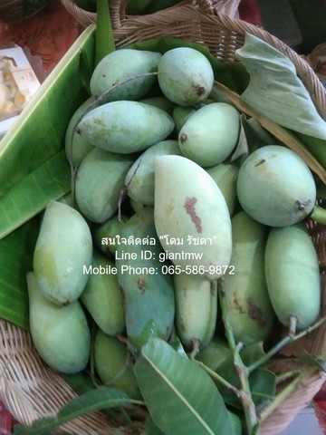 ประกาศฟรี! ซื้อ-ขาย-เช่า คอนโด บ้าน ทาวน์โฮม ที่ดิน และพื้นที่เชิงพาณิชย์ทั่วประเทศไทย ทุกทำเล ทุกงบประมาณ ไม่มีค่าใช้จ่าย ลงง่าย ขายไว เข้าถึงผู้ซื้อโดยตรง 2 315311pic1.jpg