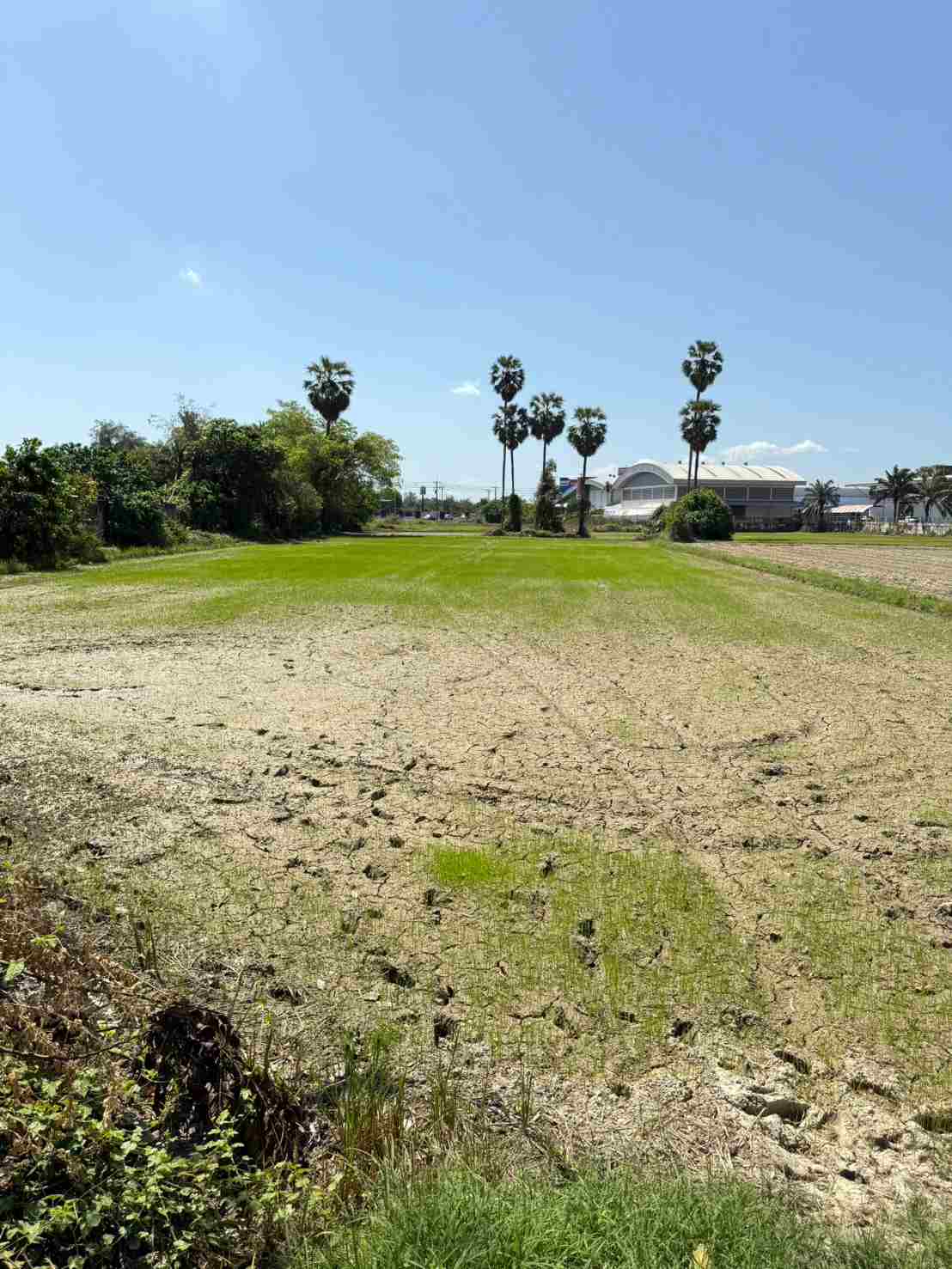 ประกาศฟรี! ซื้อ-ขาย-เช่า คอนโด บ้าน ทาวน์โฮม ที่ดิน และพื้นที่เชิงพาณิชย์ทั่วประเทศไทย ทุกทำเล ทุกงบประมาณ ไม่มีค่าใช้จ่าย ลงง่าย ขายไว เข้าถึงผู้ซื้อโดยตรง 4 316309pic3.jpg