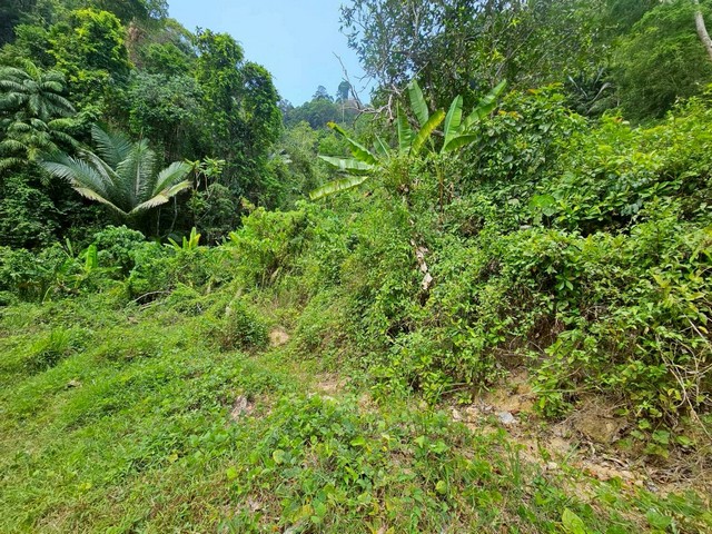 ประกาศฟรี! ซื้อ-ขาย-เช่า คอนโด บ้าน ทาวน์โฮม ที่ดิน และพื้นที่เชิงพาณิชย์ทั่วประเทศไทย ทุกทำเล ทุกงบประมาณ ไม่มีค่าใช้จ่าย ลงง่าย ขายไว เข้าถึงผู้ซื้อโดยตรง 4 316434pic3.jpg