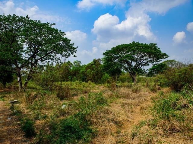 ประกาศฟรี! ซื้อ-ขาย-เช่า คอนโด บ้าน ทาวน์โฮม ที่ดิน และพื้นที่เชิงพาณิชย์ทั่วประเทศไทย ทุกทำเล ทุกงบประมาณ ไม่มีค่าใช้จ่าย ลงง่าย ขายไว เข้าถึงผู้ซื้อโดยตรง 2 515190pic1.jpg