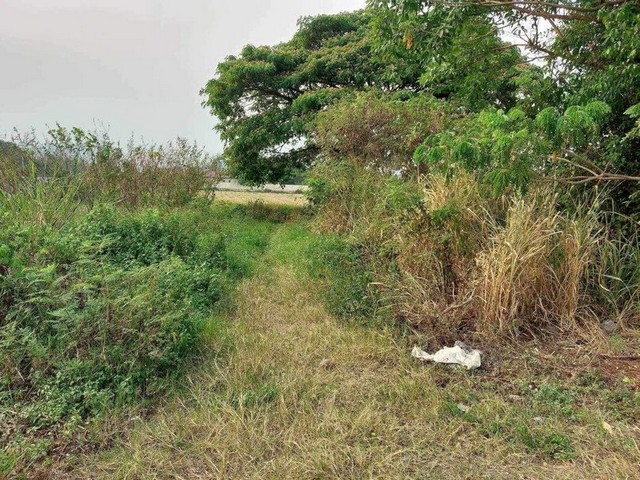 ประกาศฟรี! ซื้อ-ขาย-เช่า คอนโด บ้าน ทาวน์โฮม ที่ดิน และพื้นที่เชิงพาณิชย์ทั่วประเทศไทย ทุกทำเล ทุกงบประมาณ ไม่มีค่าใช้จ่าย ลงง่าย ขายไว เข้าถึงผู้ซื้อโดยตรง 3 256644pic2.jpg