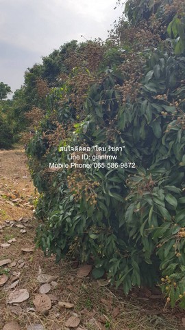 ประกาศฟรี! ซื้อ-ขาย-เช่า คอนโด บ้าน ทาวน์โฮม ที่ดิน และพื้นที่เชิงพาณิชย์ทั่วประเทศไทย ทุกทำเล ทุกงบประมาณ ไม่มีค่าใช้จ่าย ลงง่าย ขายไว เข้าถึงผู้ซื้อโดยตรง 3 16319pic2.jpg