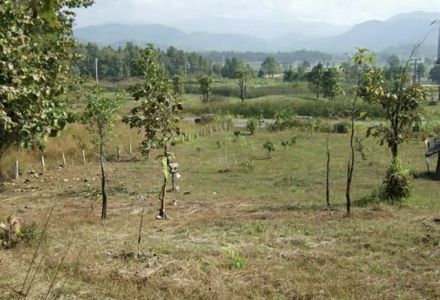 ประกาศฟรี! ซื้อ-ขาย-เช่า คอนโด บ้าน ทาวน์โฮม ที่ดิน และพื้นที่เชิงพาณิชย์ทั่วประเทศไทย ทุกทำเล ทุกงบประมาณ ไม่มีค่าใช้จ่าย ลงง่าย ขายไว เข้าถึงผู้ซื้อโดยตรง 4 257053pic3.jpg