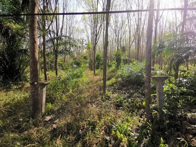 ประกาศฟรี! ซื้อ-ขาย-เช่า คอนโด บ้าน ทาวน์โฮม ที่ดิน และพื้นที่เชิงพาณิชย์ทั่วประเทศไทย ทุกทำเล ทุกงบประมาณ ไม่มีค่าใช้จ่าย ลงง่าย ขายไว เข้าถึงผู้ซื้อโดยตรง 3 256788pic2.jpg