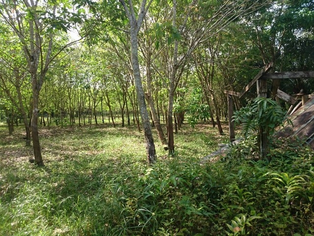 ประกาศฟรี! ซื้อ-ขาย-เช่า คอนโด บ้าน ทาวน์โฮม ที่ดิน และพื้นที่เชิงพาณิชย์ทั่วประเทศไทย ทุกทำเล ทุกงบประมาณ ไม่มีค่าใช้จ่าย ลงง่าย ขายไว เข้าถึงผู้ซื้อโดยตรง 5 258065pic4.jpg