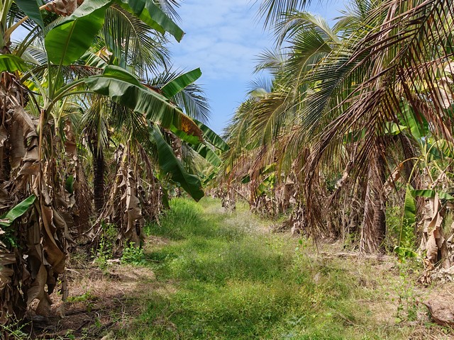 ประกาศฟรี! ซื้อ-ขาย-เช่า คอนโด บ้าน ทาวน์โฮม ที่ดิน และพื้นที่เชิงพาณิชย์ทั่วประเทศไทย ทุกทำเล ทุกงบประมาณ ไม่มีค่าใช้จ่าย ลงง่าย ขายไว เข้าถึงผู้ซื้อโดยตรง 2 258075pic1.jpg