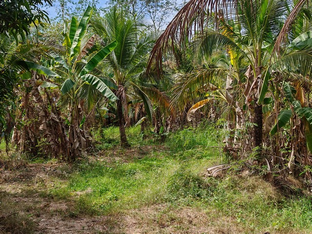 ประกาศฟรี! ซื้อ-ขาย-เช่า คอนโด บ้าน ทาวน์โฮม ที่ดิน และพื้นที่เชิงพาณิชย์ทั่วประเทศไทย ทุกทำเล ทุกงบประมาณ ไม่มีค่าใช้จ่าย ลงง่าย ขายไว เข้าถึงผู้ซื้อโดยตรง 5 258075pic4.jpg